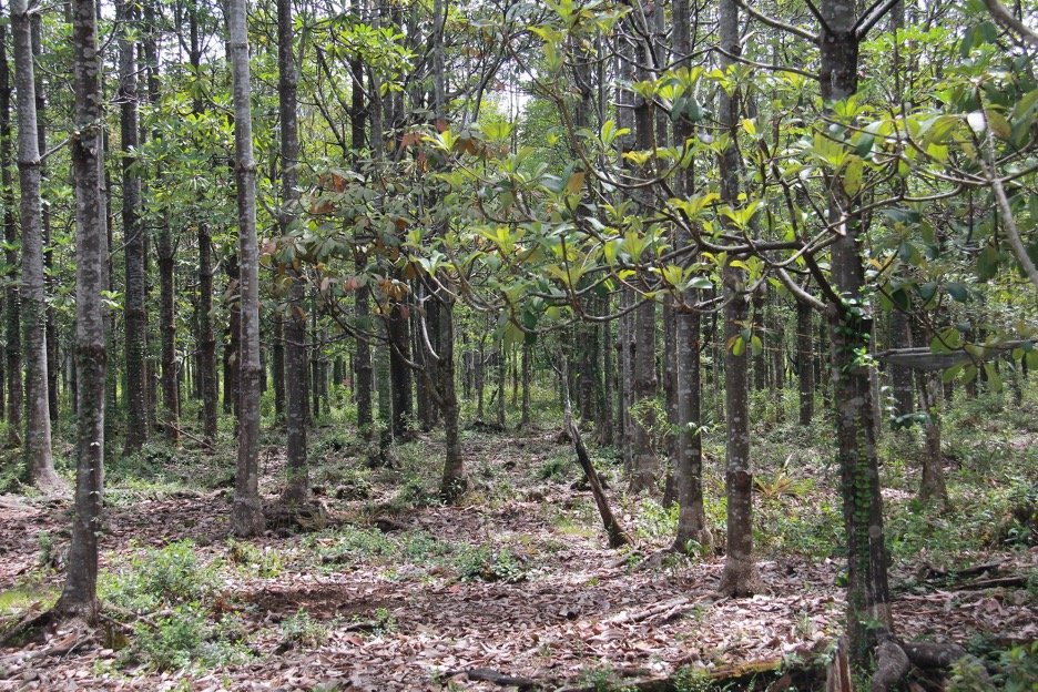 Pohon Jelutung: Manfaat, Distribusi Habitat, Ancaman, dan Strategi Pemanfaatan