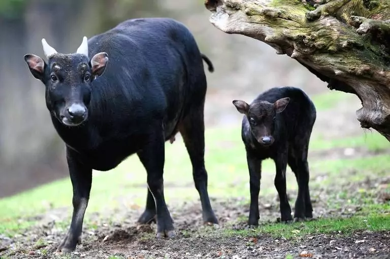Anoa Sulawesi: Karakteristik, Habitat, Ancaman, dan Upaya Konservasi