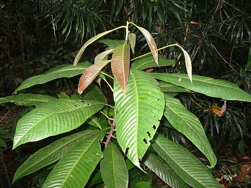 Mengenal Pohon Ulin: Manfaat, Habitat, Ancaman, dan Upaya Pelestariannya