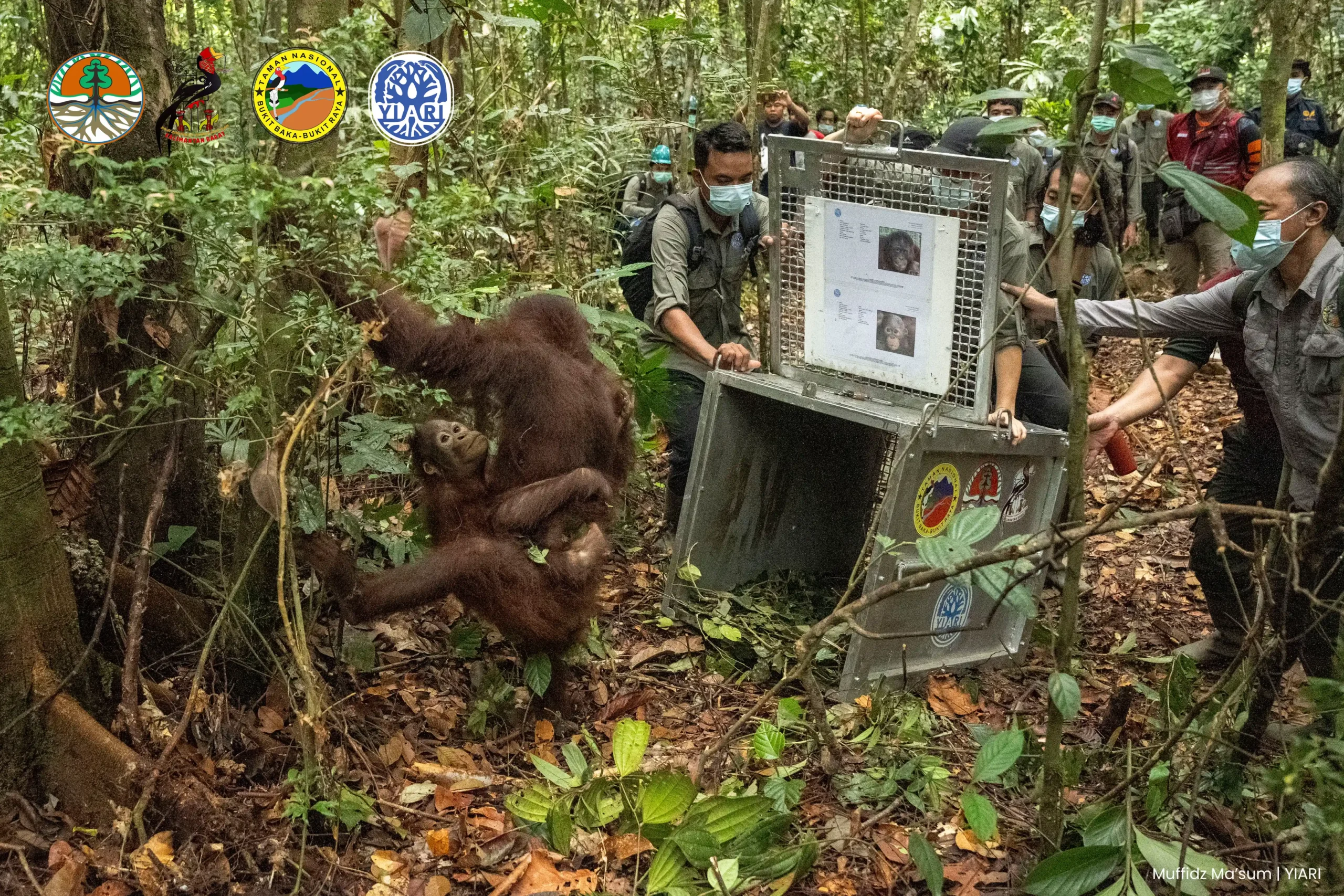 Awal Berseri Menteri Kehutanan Raja Juli Antoni, Tujuh Orangutan Kembali ke Habitat Asli 