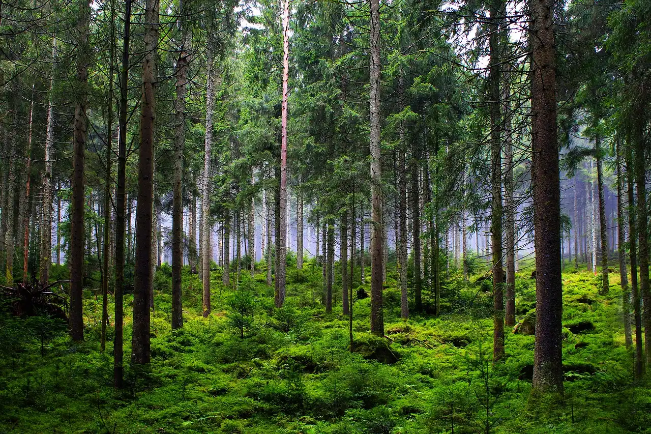 Apa Itu Hutan Musim? Pengertian, Ciri Khas, Manfaat, Jenis, dan Contohnya di Indonesia