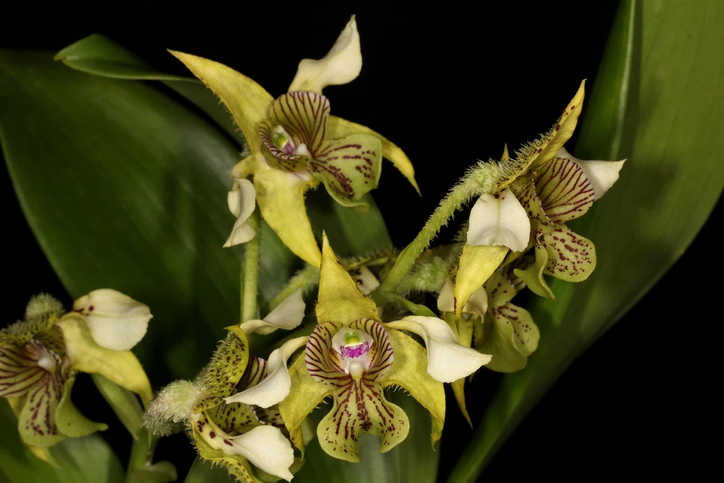 Indonesian Orchidaceae: species diversity, roles, and conservation efforts