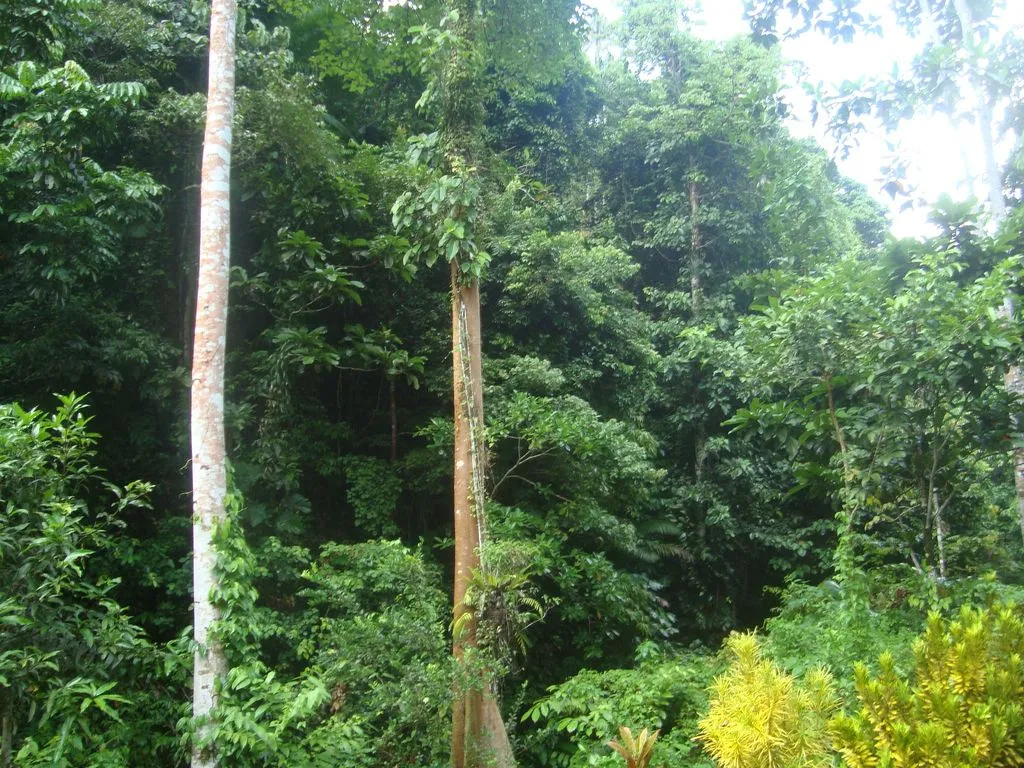 Mengenal Hutan Heterogen: Pengertian, Manfaat, Ciri-ciri, dan Contoh