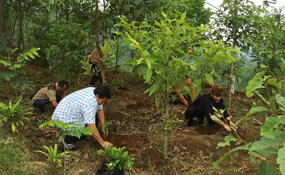 Mengenal Reforestasi: Investasi Hijau Demi Bumi yang Lebih Lestari