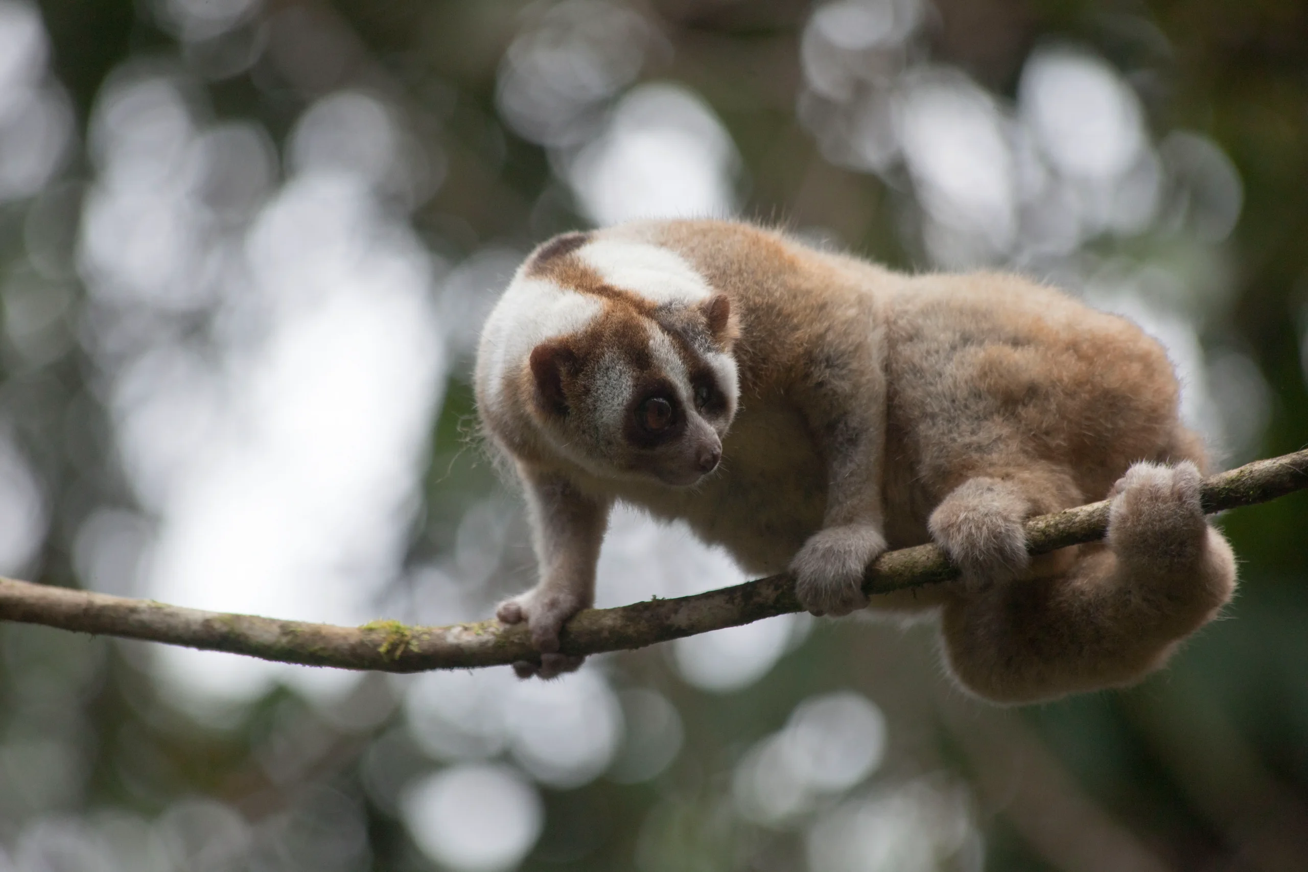 Apa itu Kukang? Ciri Khas, Perilaku, Habitat, Jenis, hingga Ancaman yang Dihadapi