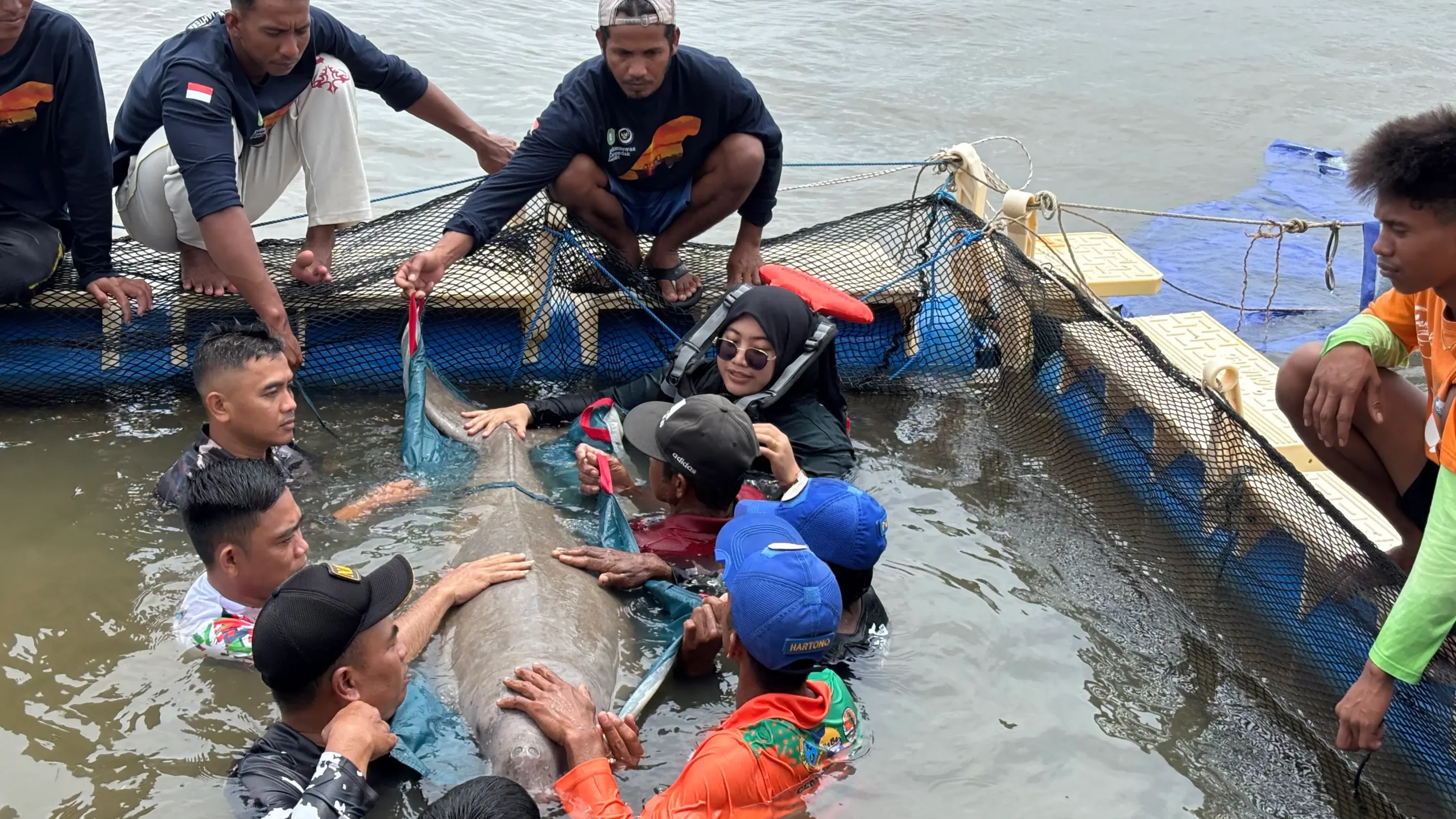 Keberhasilan Rescue Dugong di Perairan Pulau Cempedak, Ini Kisahnya!