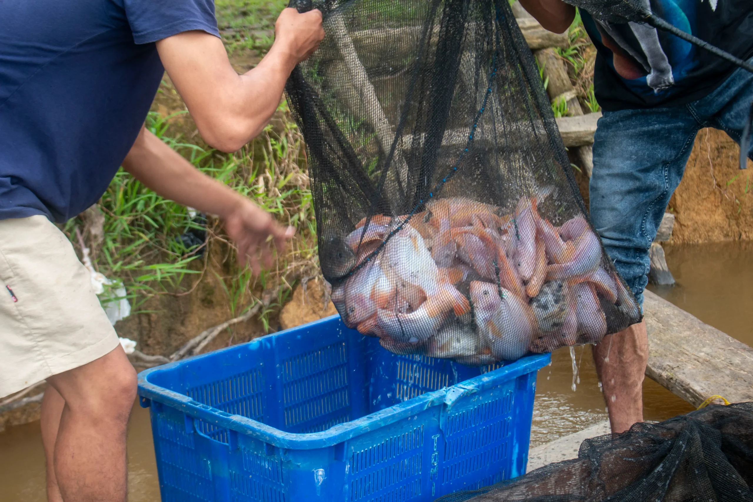 Panen Ikan Nila: YIARI Dukung Budidaya Swakelola