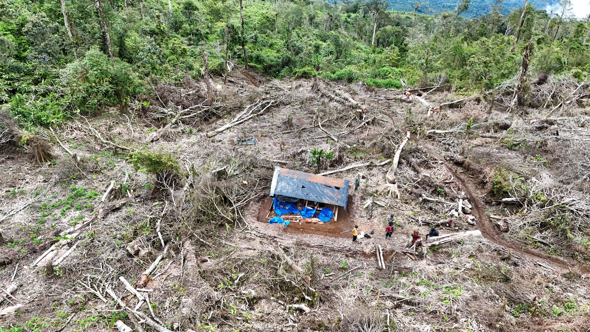 Pengamanan Hutan bersama KPH Batutegi: Misi Menjaga Jantung Hutan Sumatera dari Perambahan