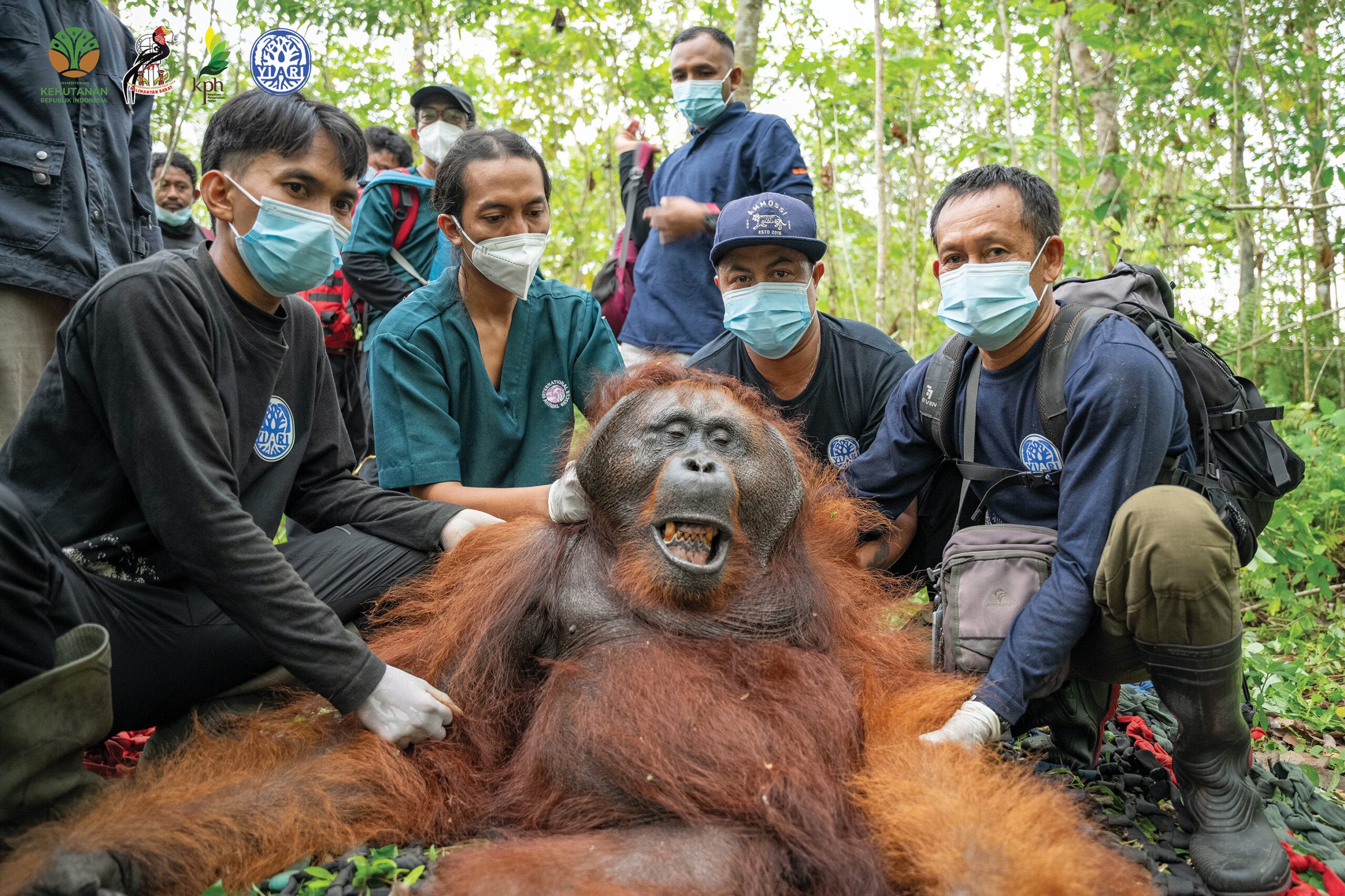 Dari Kebun Warga ke Rimba: Perjalanan Orangutan Menuju Rumah Barunya