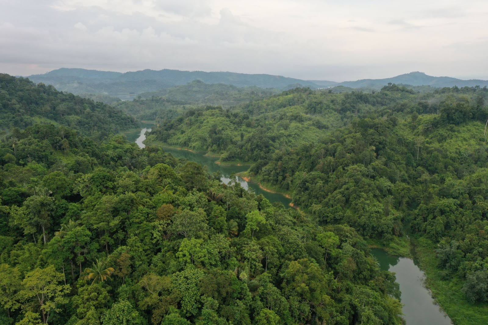 Apa itu Konservasi? Definisi, Tujuan, Manfaat, dan Contohnya
