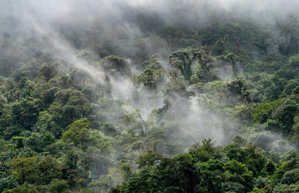 Apa Itu Hutan Lindung? Simak Arti, Manfaat, dan Contohnya!