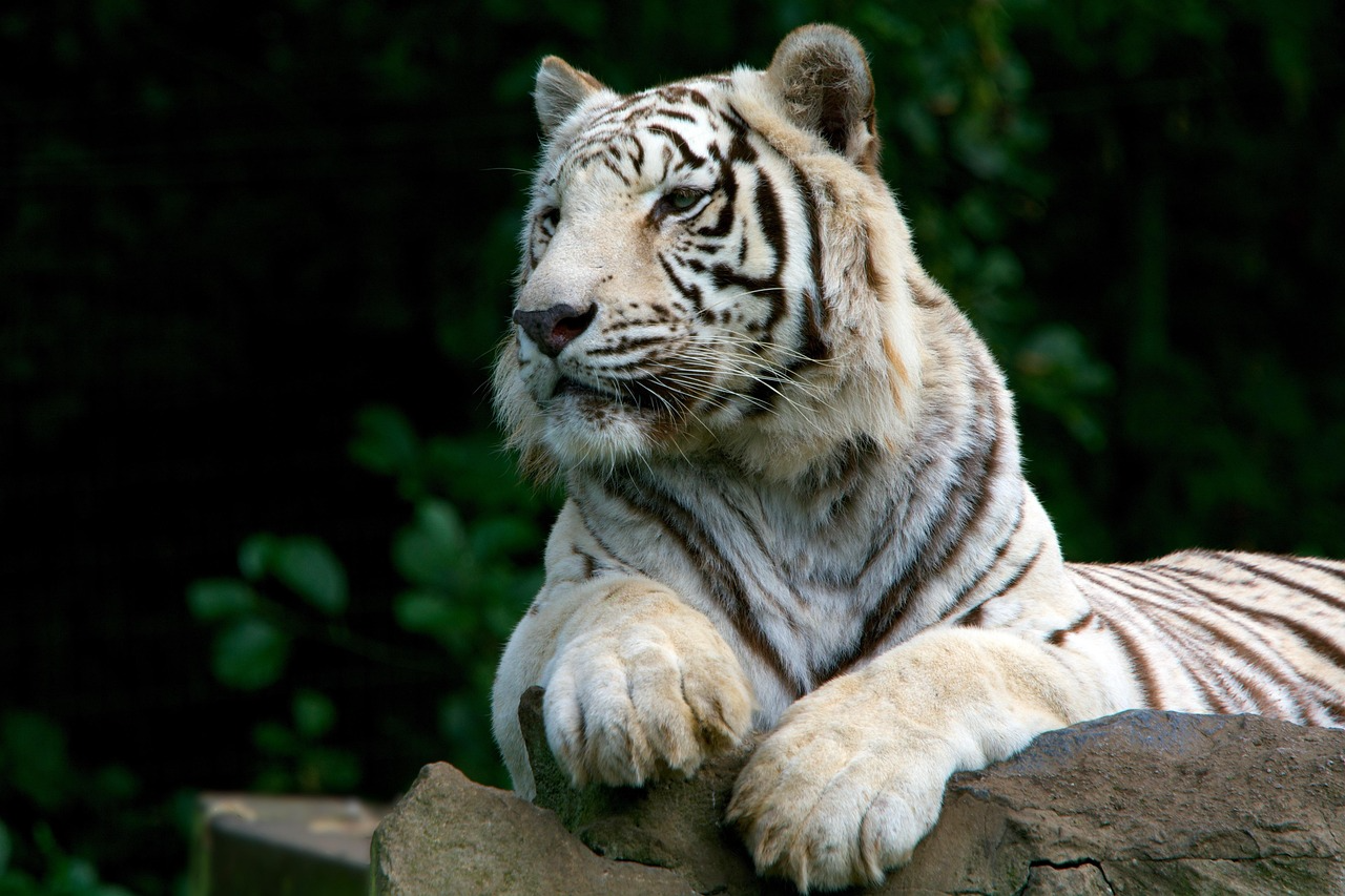 12 Fakta Harimau Putih, Satwa Langka yang Lahir dari Mutasi Genetik