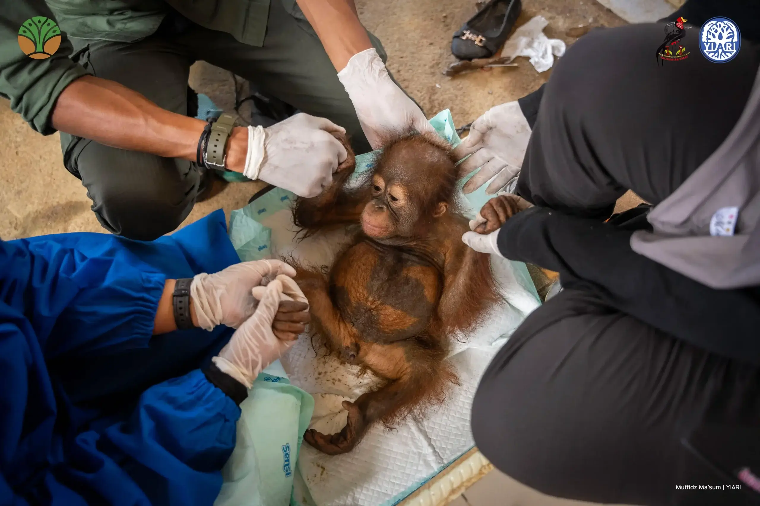 Bayi Orangutan Korban Pemeliharaan Ilegal Diselamatkan dari Lokasi PETI