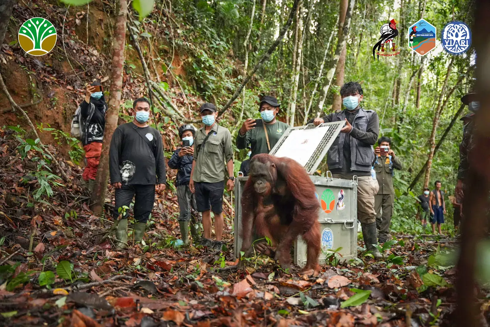 Kolaborasi Lintas Instansi Wujudkan Pelepasliaran Tiga Orangutan Kalimantan di TNBBBR