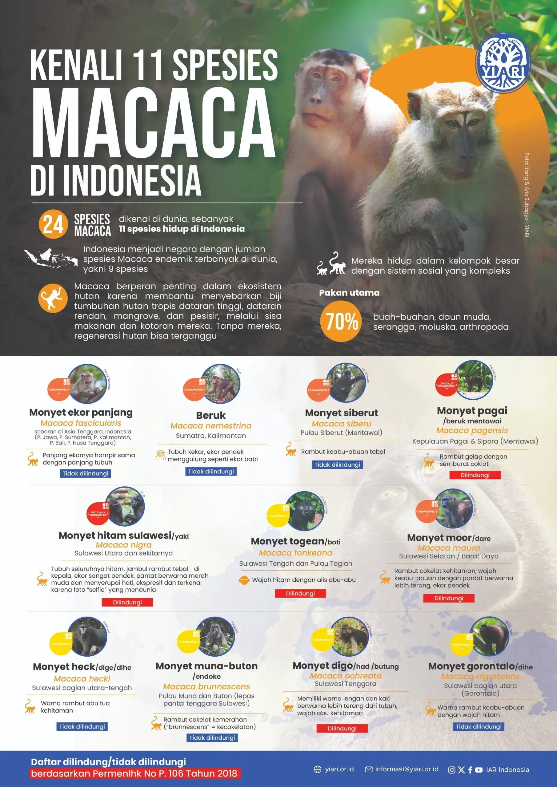 Infografis Macaca Indonesia