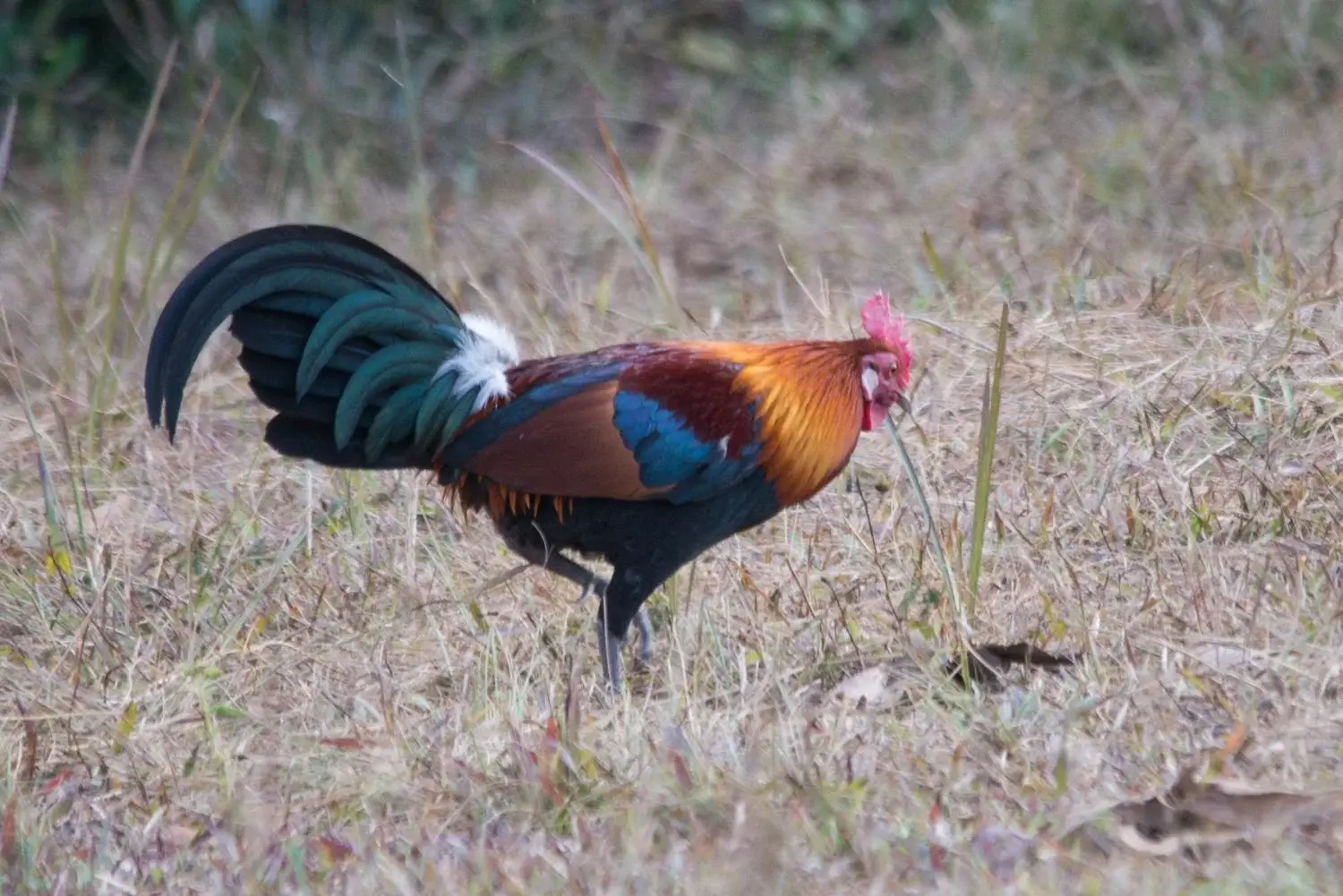 8 Fakta Ayam Hutan, Satwa Liar Mirip Ayam Peliharaan!