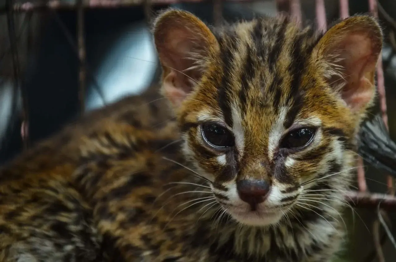 Macan Akar: Habitat, Ciri, Perilaku, dan Upaya Konservasinya