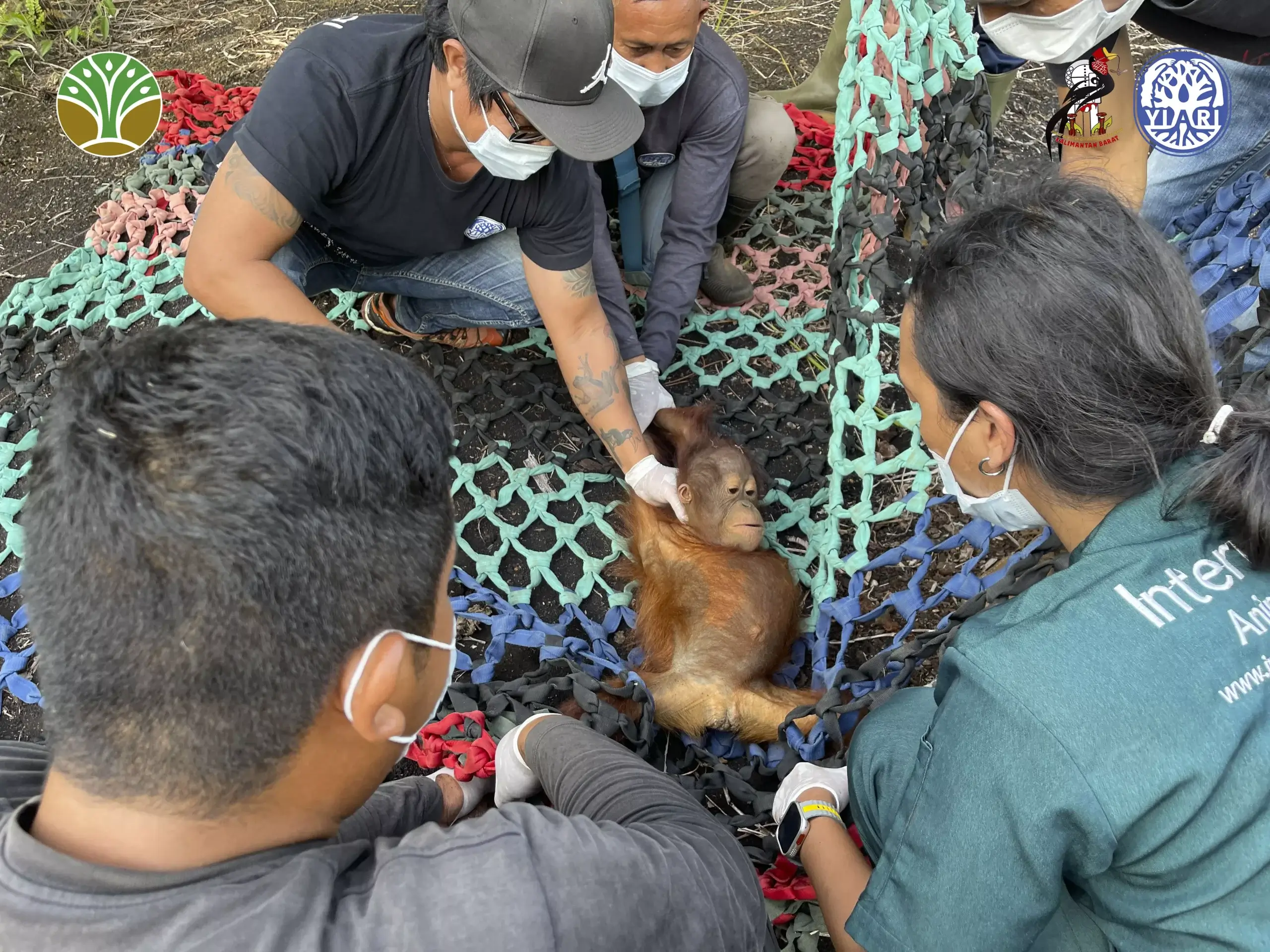 Bayi Orangutan Tanpa Induk Ditemukan di Kebun Sawit Warga
