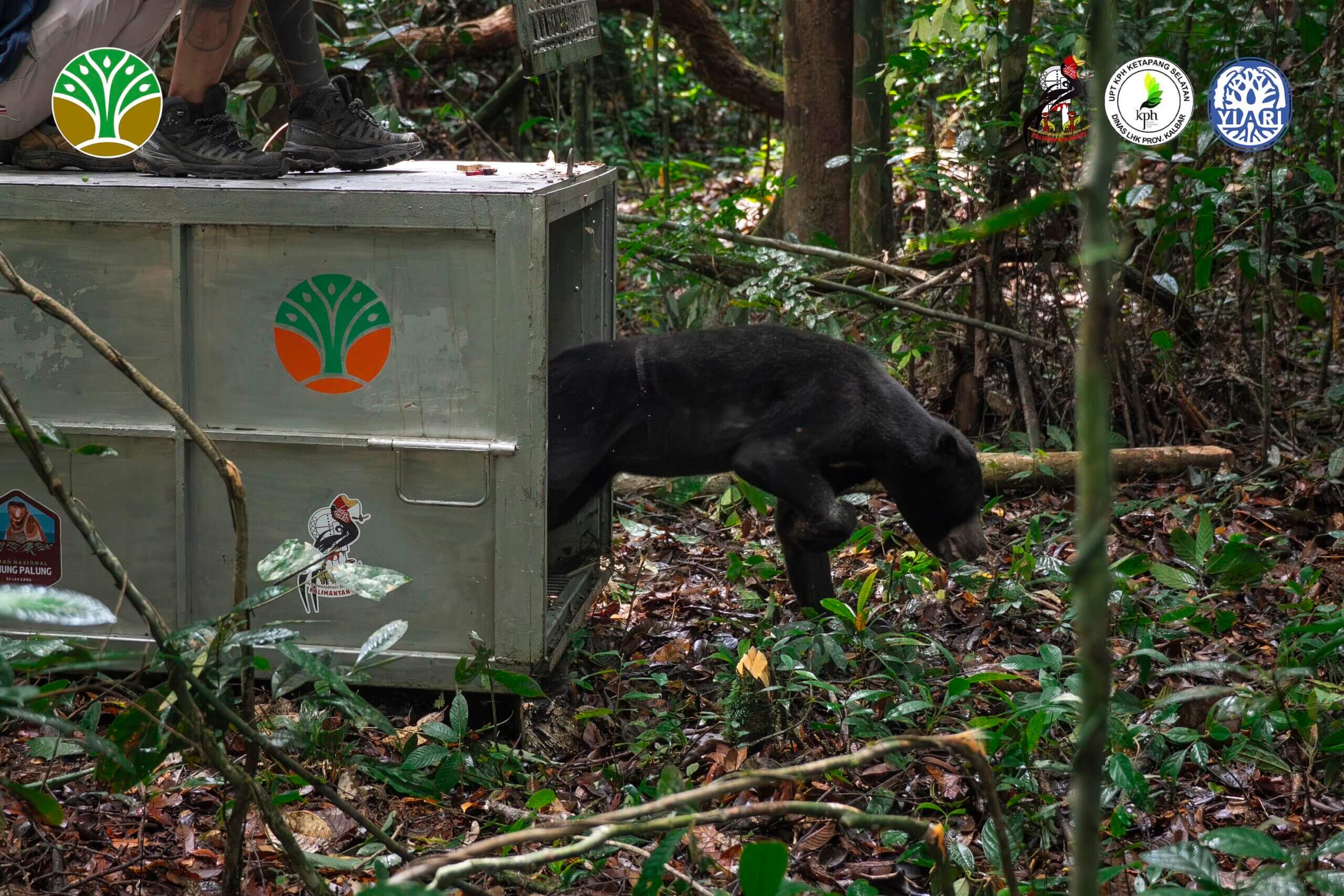 Beruang Madu “Azim” Kembali ke Hutan Setelah Pulih dari Jerat