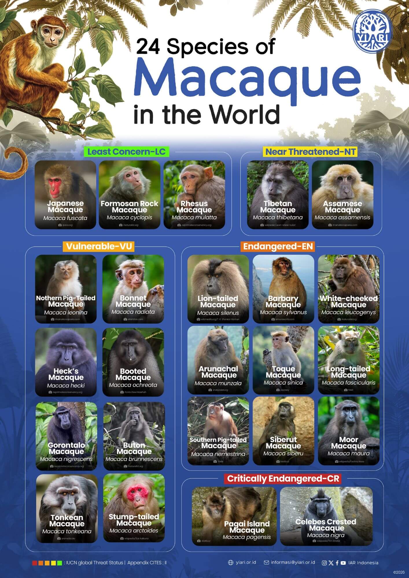 24 Species of Macaque in the World