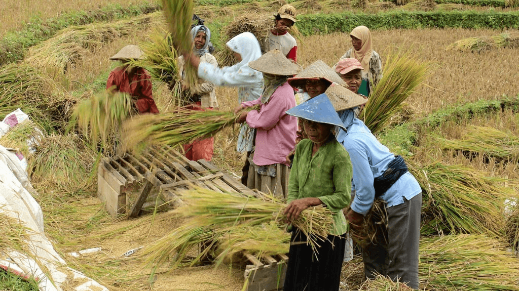 Agroforestry: An Environmentally Friendly Farming System in the Heart of the Forest
