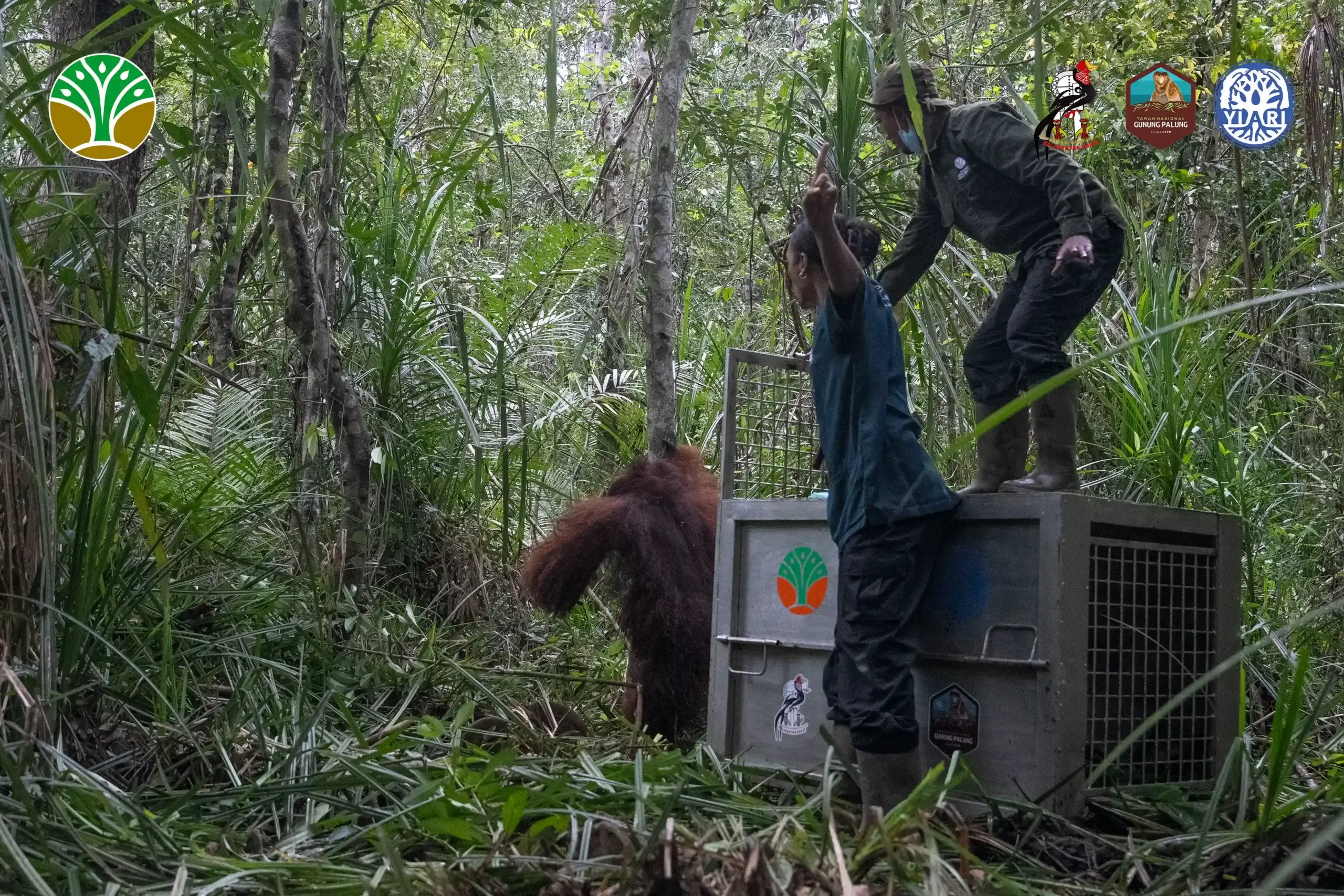 Translokasi Orangutan di Kayong Utara Sebagai Langkah Mitigasi Konflik dan Penyelamatan Satwa