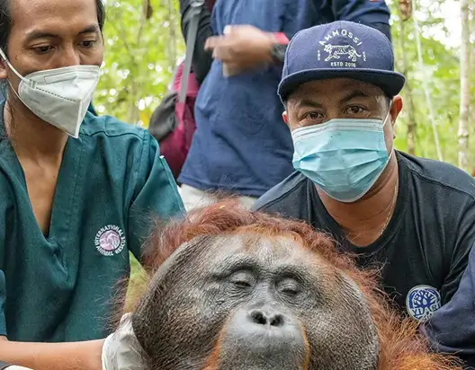 Rasakan Pengalaman
Nyata Bersama Tim
Konservasi YIARI