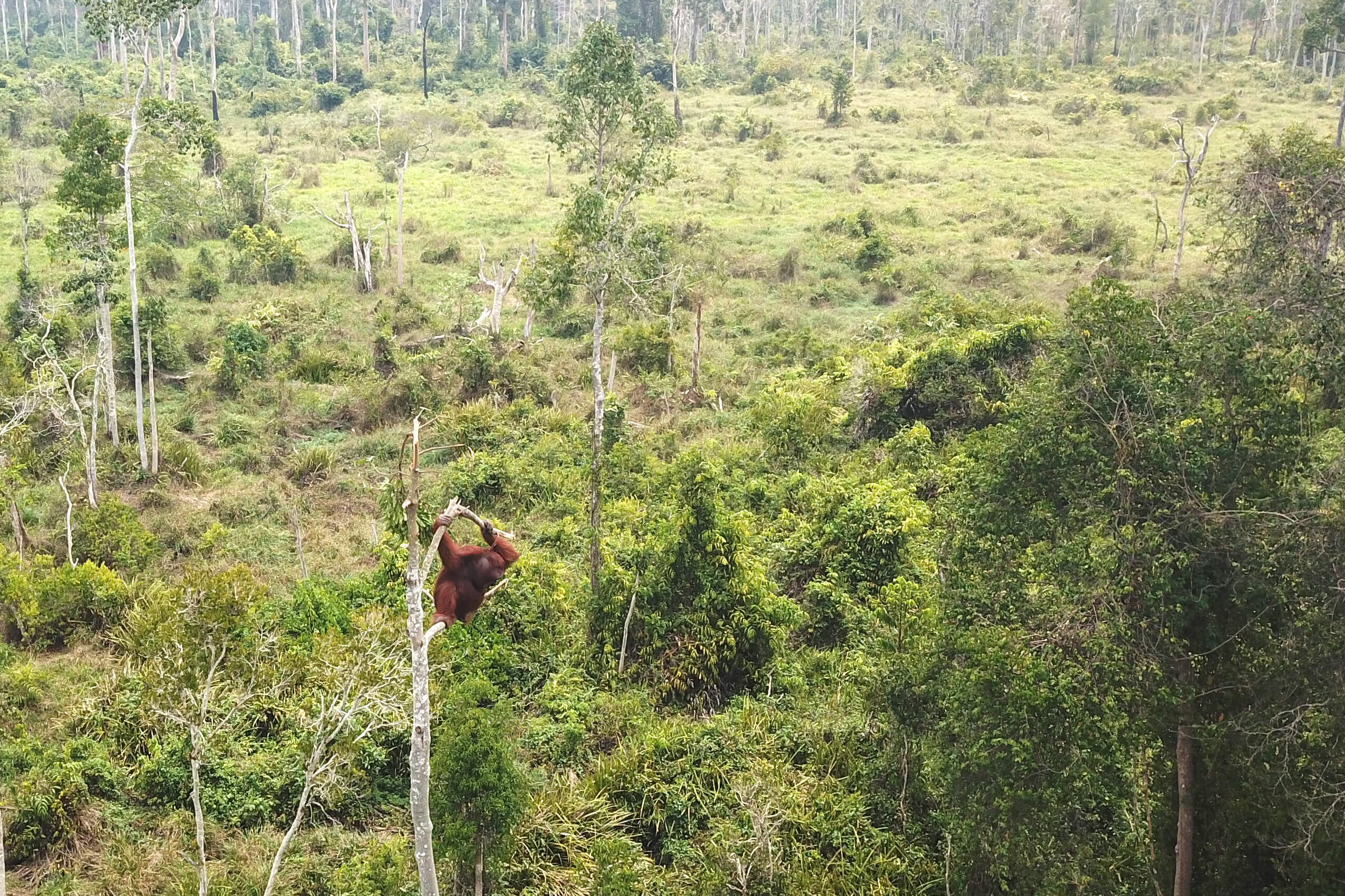 Kehilangan Habitat