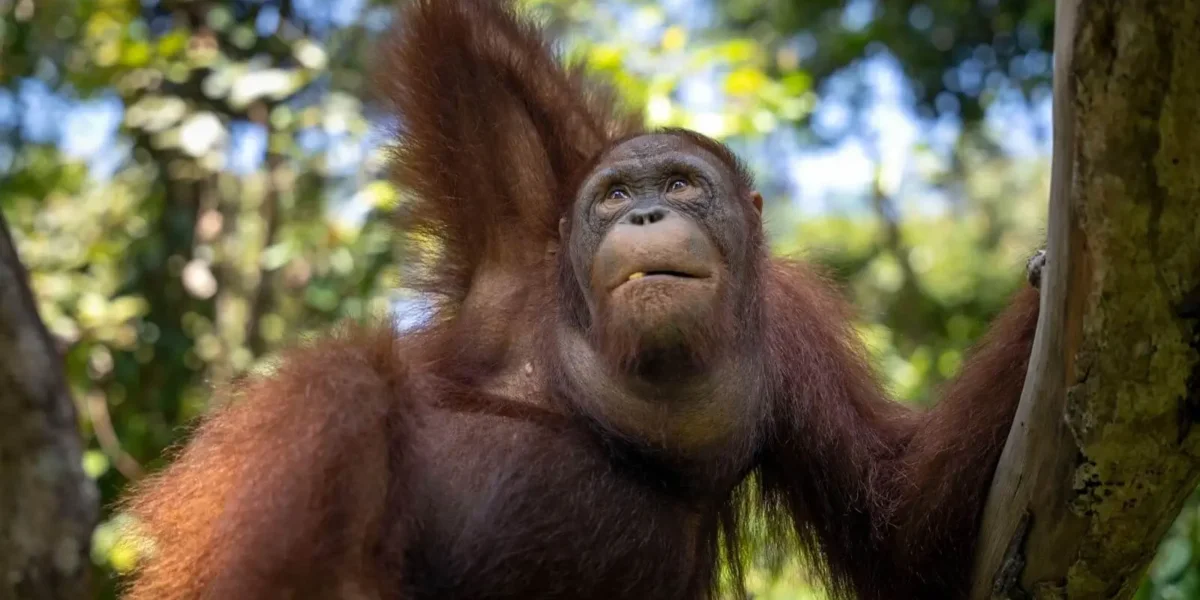 Donasi untuk satwa